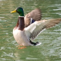 Mallard